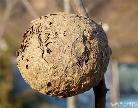 土蜂窝风水